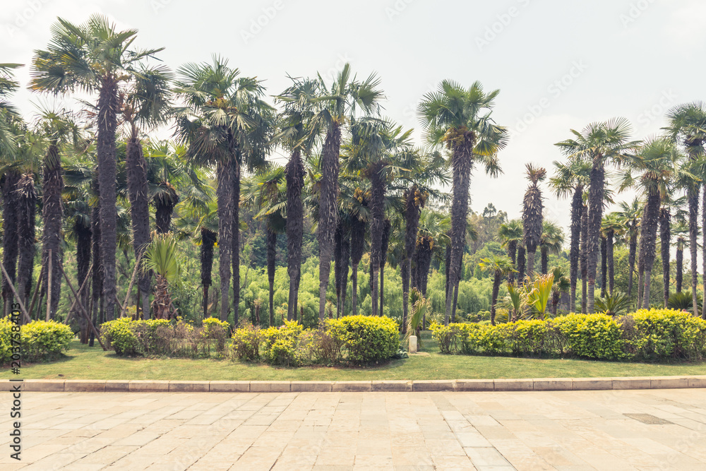 Fototapeta premium Palm trees and sidewalks