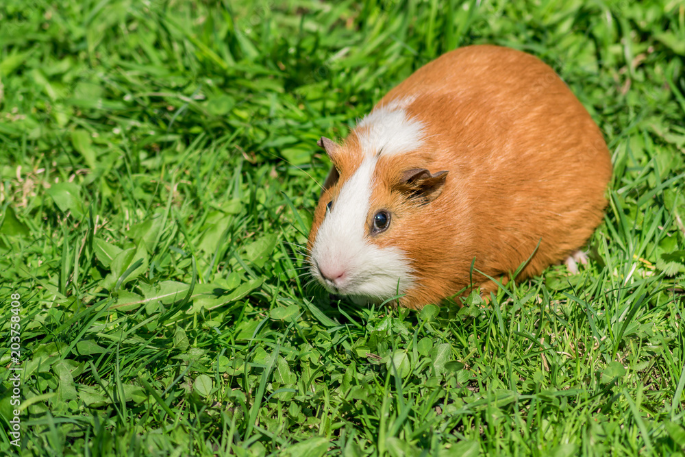 cute little guinea pig sitting on green grass.