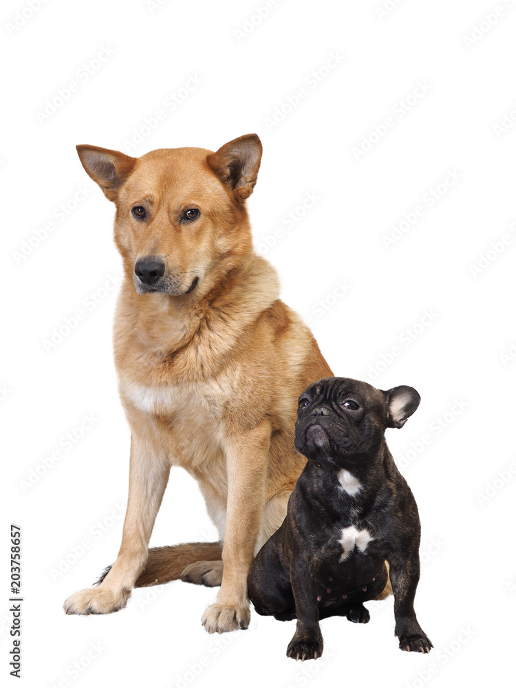 Big and small dog together. White background