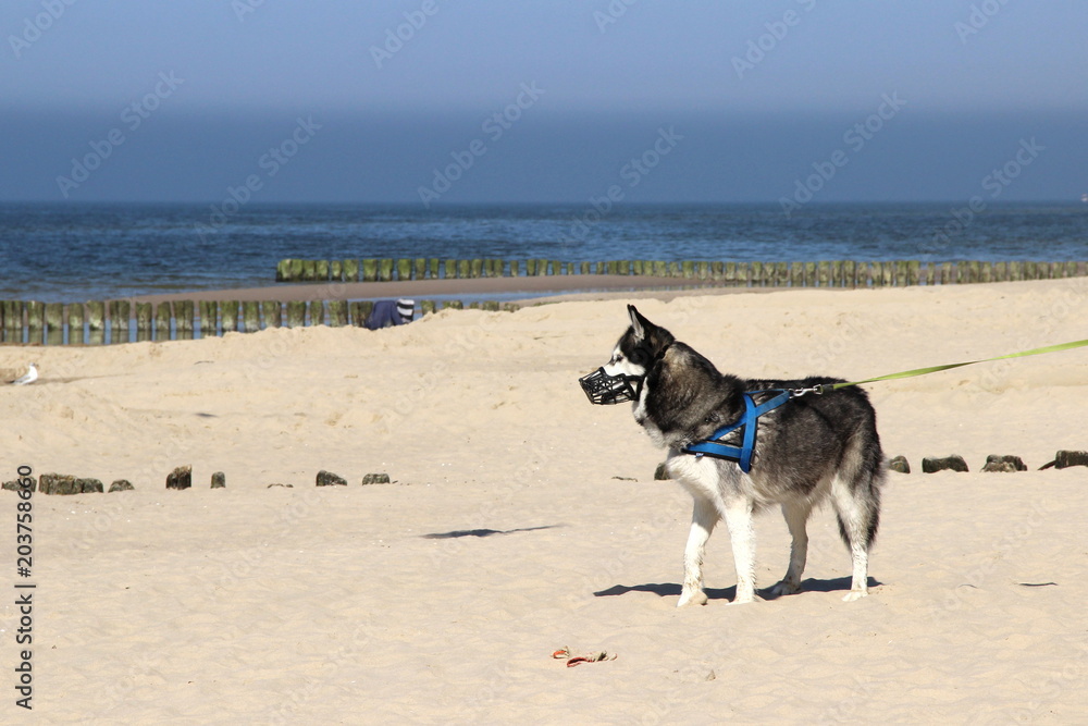 Hund -Husky- am Strand