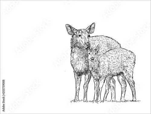 Deer female with baby , hand draw sketch vector.