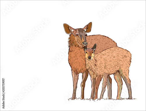 Deer female with baby , hand draw sketch vector.