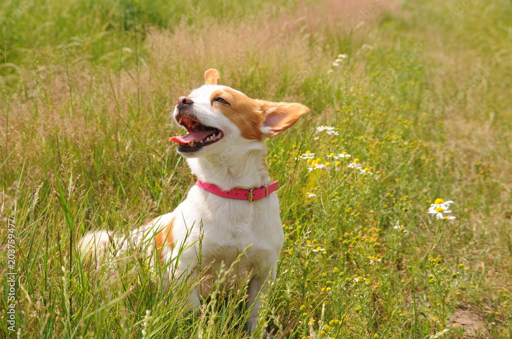 Kleiner Hund im Gras