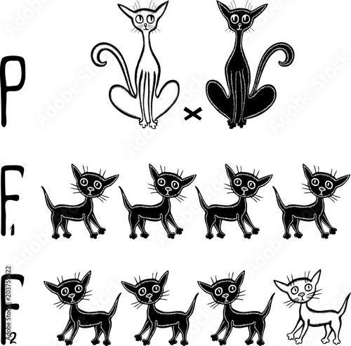 The scheme of genetics of cats