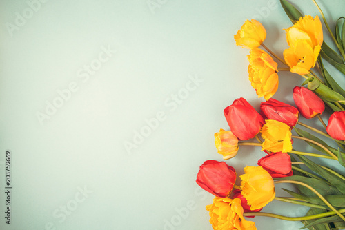 red and yellow tulips on a blue background Flat lay Copyspace photo