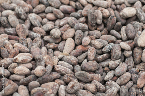 Dried cocoa beans / Dried cocoa beans, fermentation.