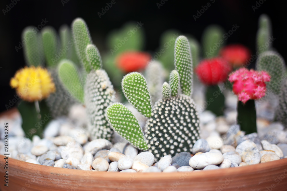 Many succulents and cactus in stone potted. Tiny decoration houseplant.