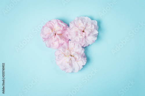 Fototapeta Naklejka Na Ścianę i Meble -  olia roses, the Provence rose or cabbage rose or Rose de Mai