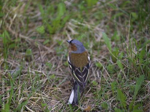 forest lark photo