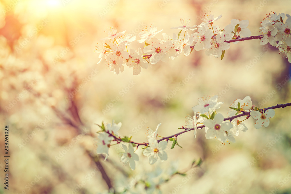 blossoming branches of cherry on blurred background