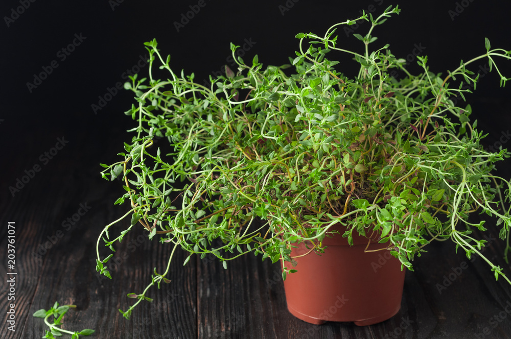 Fresh thyme on a dark background. Green thyme. Green thyme in a pot on a dark background. Food
