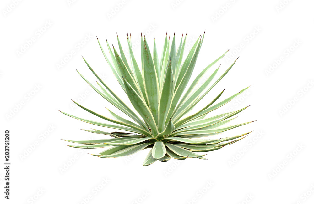 Fototapeta premium Beside of green Agave angustifolia (Marginata) isolated on white background with clipping path.