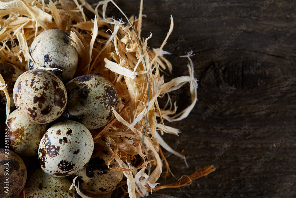 Conceptual still-life with quail eggs in hay nest over dark wooden background, close up, selective focus Conceptual still-life with quail eggs in hay nest over dark wooden background, close up, selective focus