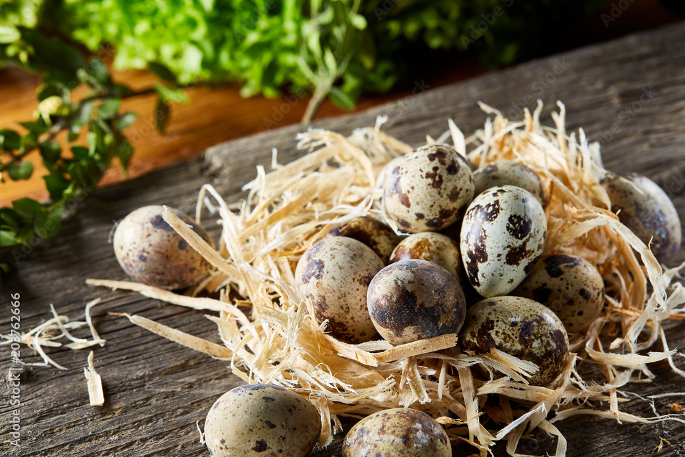 Quail eggs on old brown wooden surface with green blurred natural leaves background, selective focus, close-up Quail eggs on old brown wooden surface with green blurred natural leaves background, selective focus, close-up