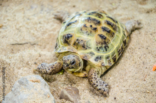 Turtle on the sand.