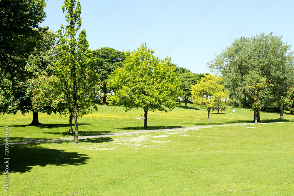 Summer in the park