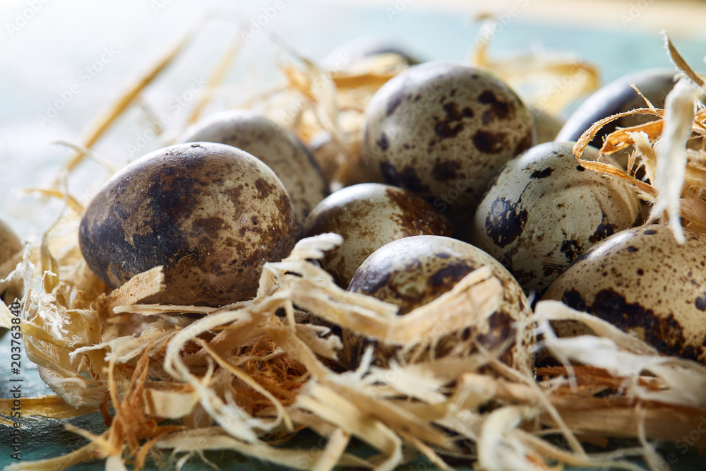 Quail eggs on blue textured surface with green blurred natural leaves background, selective focus, close-up Quail eggs on blue textured surface with green blurred natural leaves background, selective focus, close-up