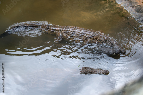 The crocodile park in Mauritius. Crocodiles swim in water, the top view