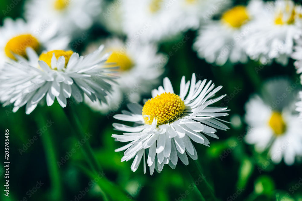 Fototapeta premium Beautiful daisies in bloom
