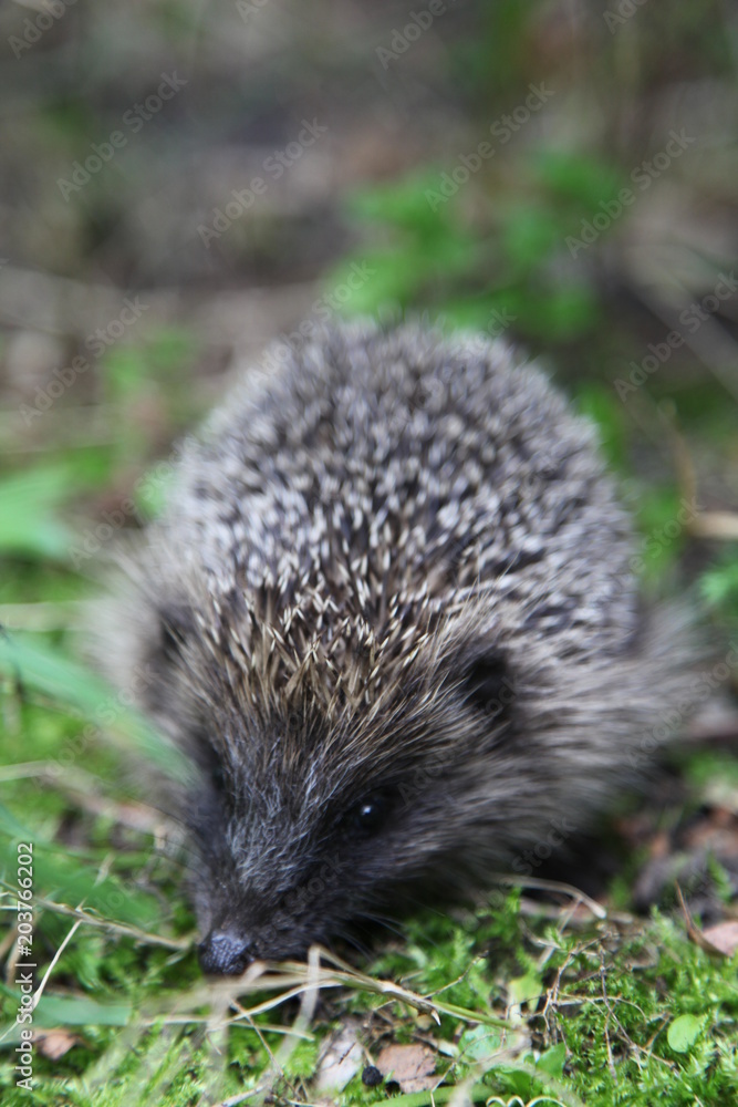 Fototapeta premium Hérisson