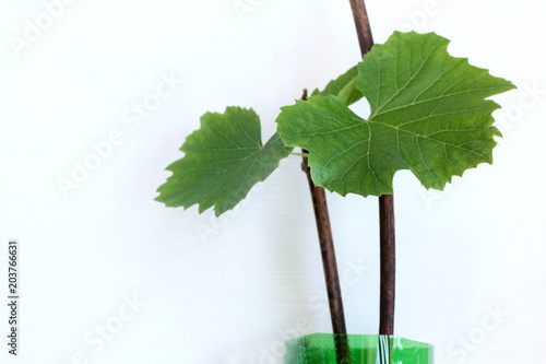 germination of cuttings of grapes/ stem of a vine with green leaves
