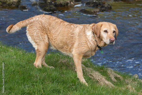 Labrador dog on river bank