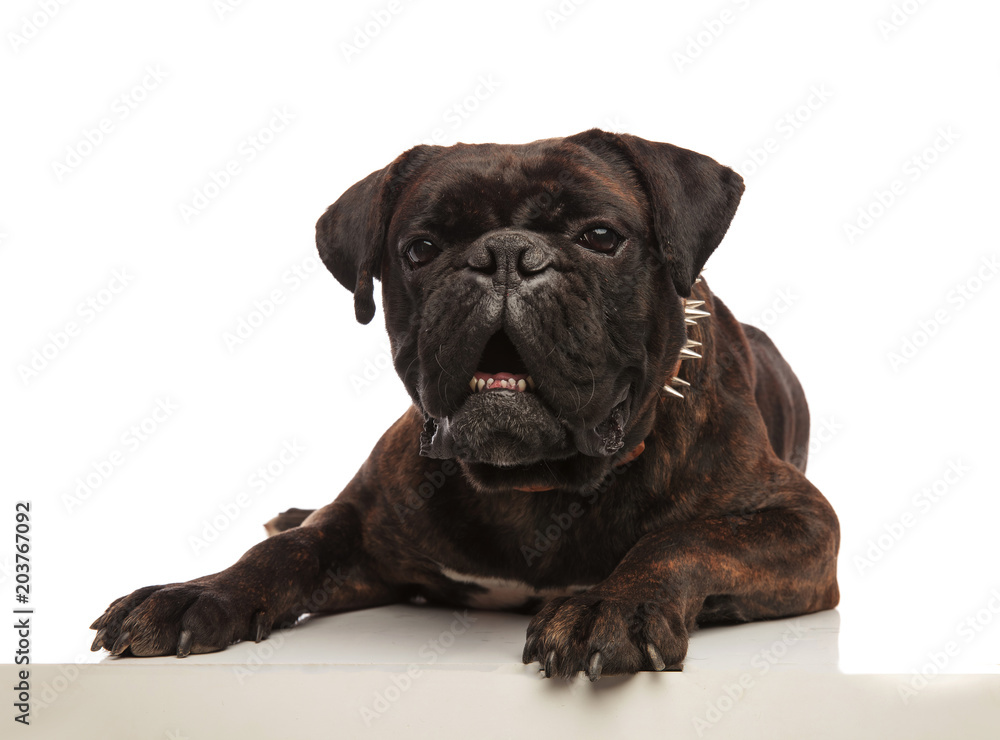 funny lying black boxer with spiked collar looking shocked funny lying black boxer with spiked collar looking shocked