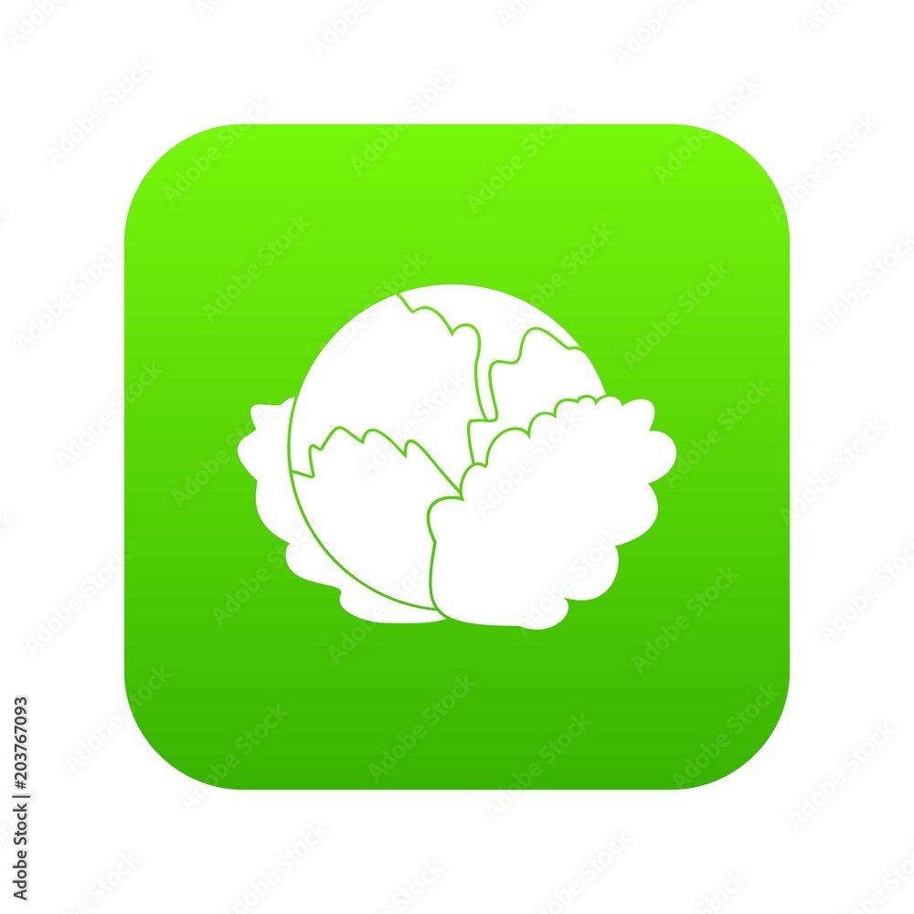 Cabbage icon digital green for any design isolated on white vector illustration Cabbage icon digital green for any design isolated on white vector illustration