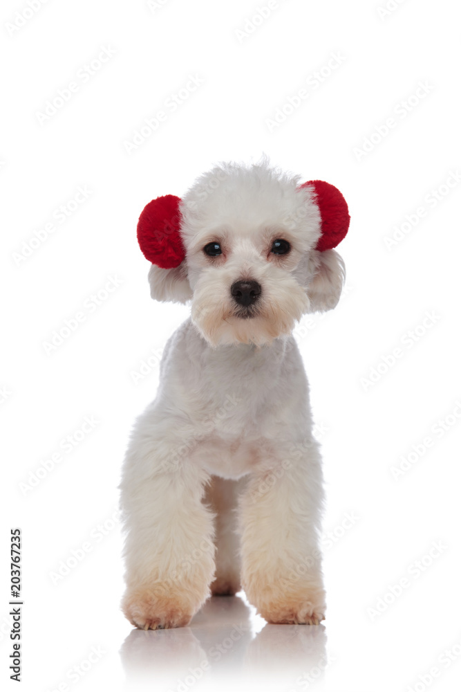 cute little white bichon standing and wearing red earmuffs cute little white bichon standing and wearing red earmuffs