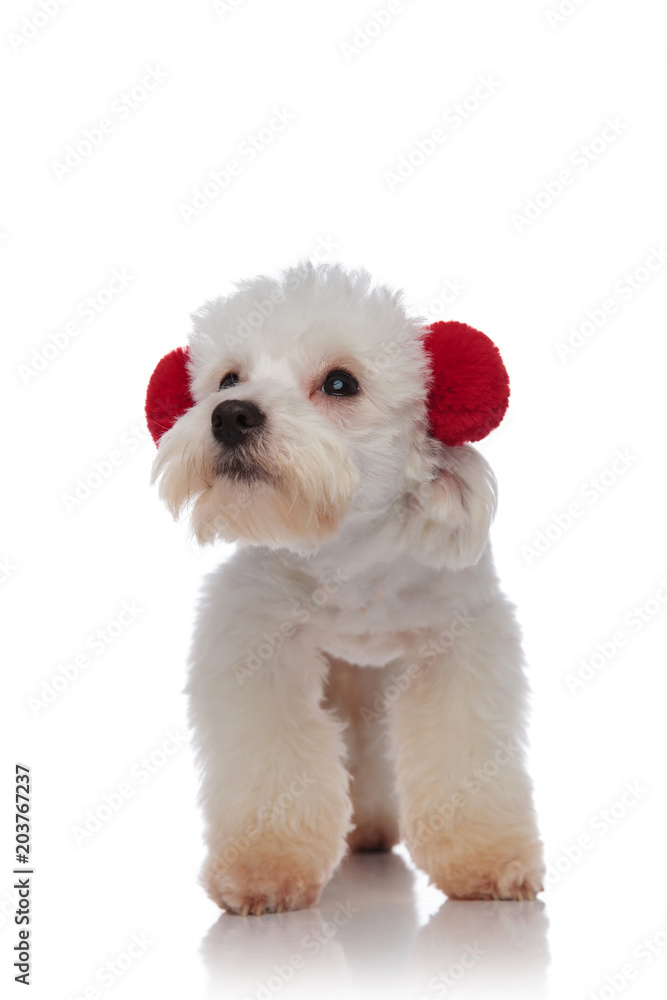 cute bichon wearing red fluffy earmuffs looks to side cute bichon wearing red fluffy earmuffs looks to side