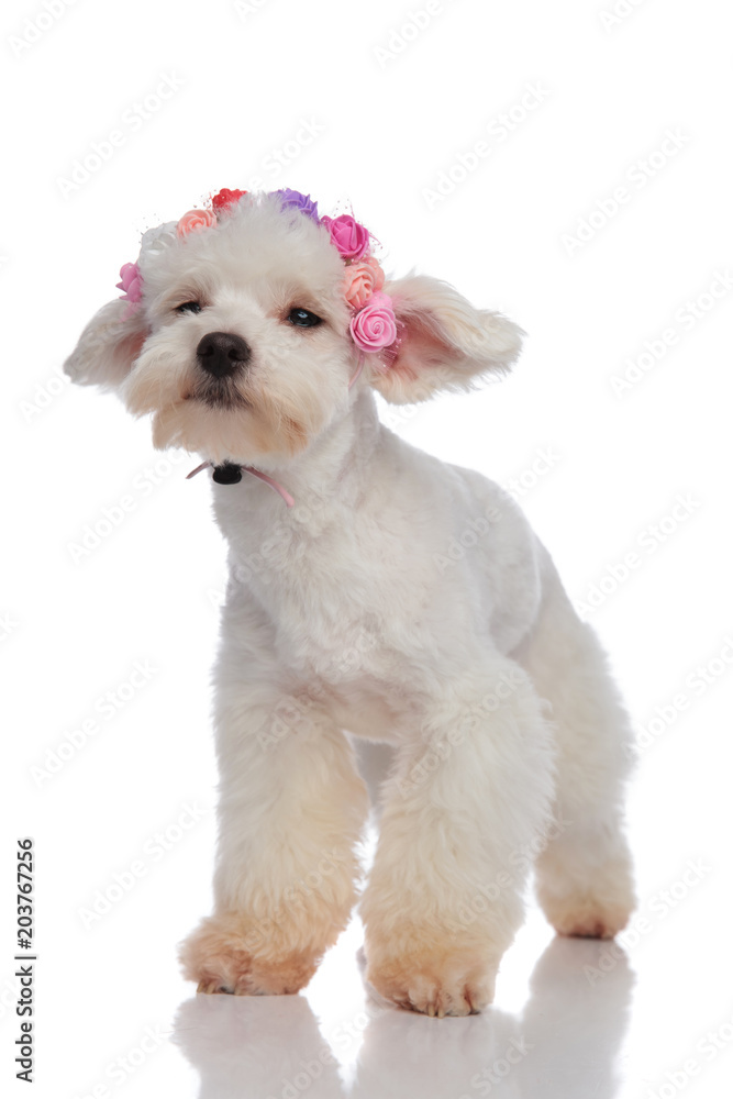 Obraz premium sad bichon wearing flowers crown while looking to side