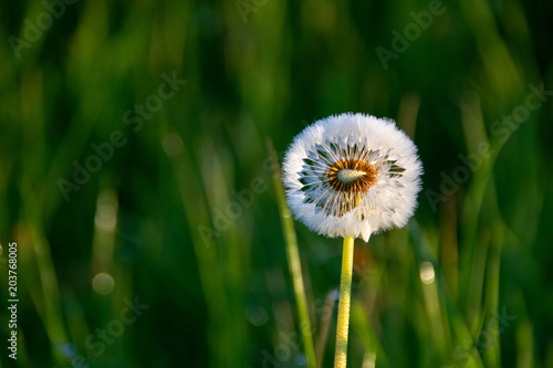 Partially Full Dandelion