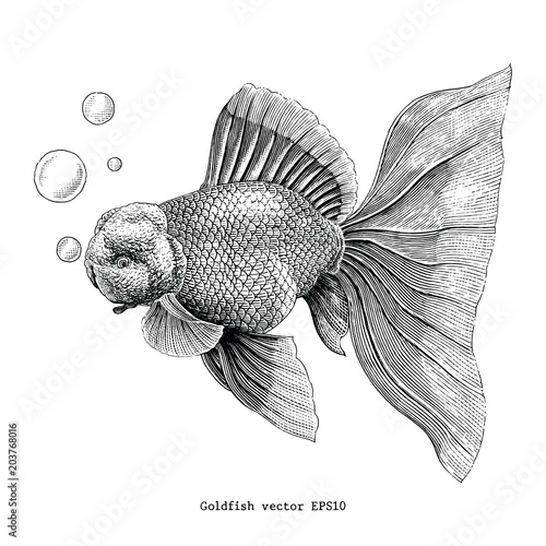 Goldfish hand drawing vintage engraving illustration