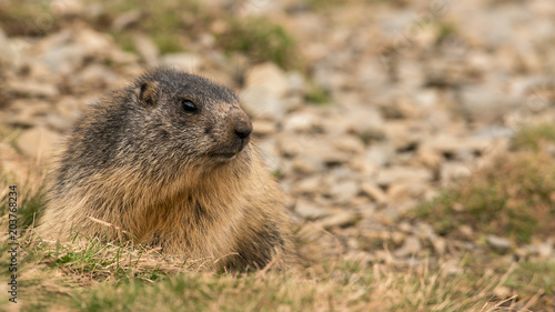 marmotte 