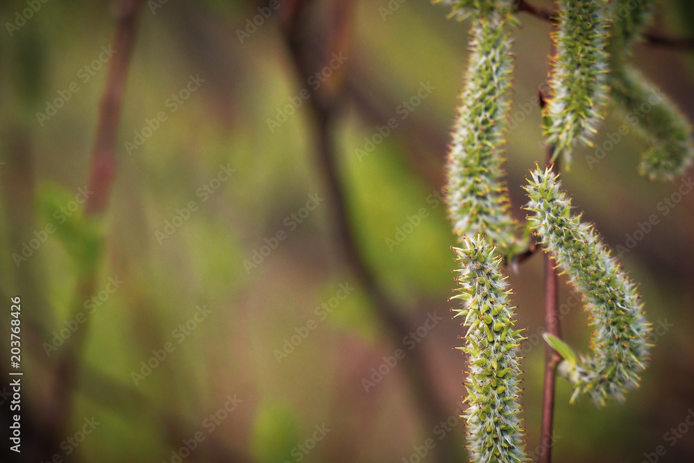 Naklejka premium spring bloom on green background close up for pattern. blue sky. shallow depth of field