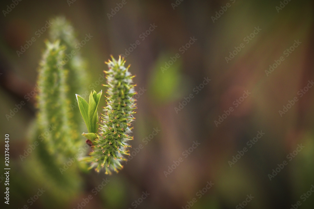 spring bloom on green background close up for pattern. blue sky. shallow depth of field spring bloom on green background close up for pattern. blue sky. shallow depth of field