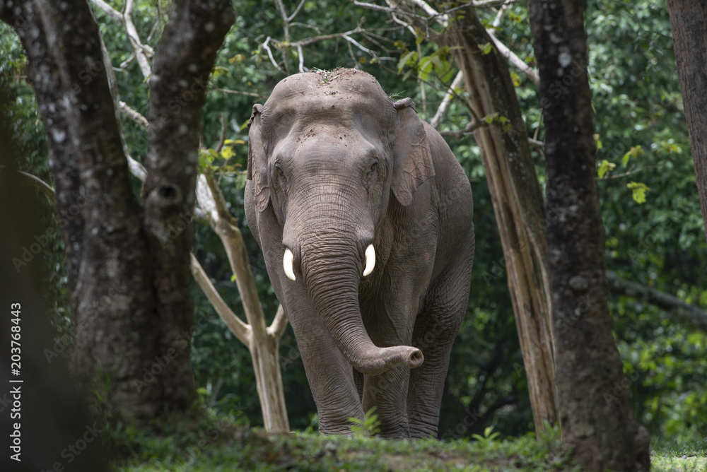 Fototapeta premium Asian male elephant