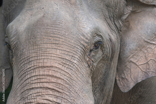 Closeup the face of asian male elephant