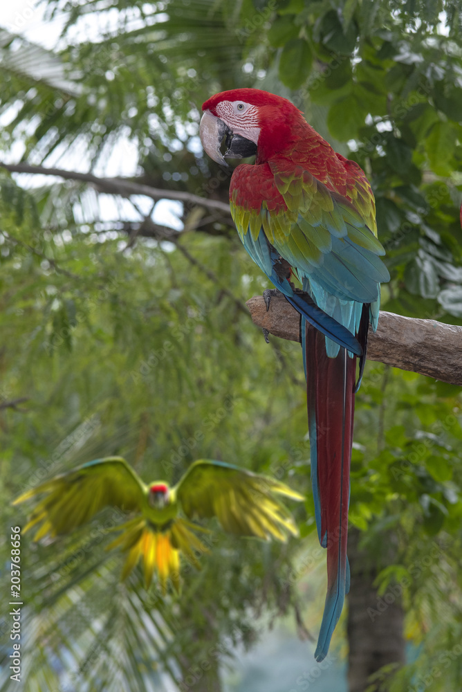 Fototapeta premium Red and green macaw perching on a branch