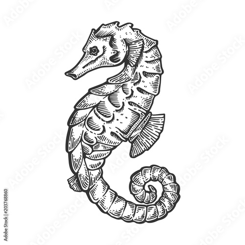 Sea horse animal engraving vector illustration