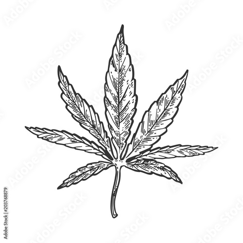 Narcotic cannabis leaf engraving vector © Oleksandr Pokusai
