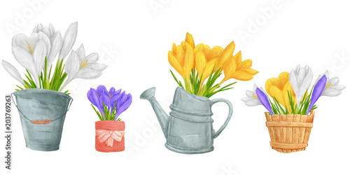Fototapeta Naklejka Na Ścianę i Meble -  Hand drawn colorful crocus flower in vase or container. Beautiful garden plants in sketch style for design greeting card, package, textile. Cartoon illustration isolated on white background.