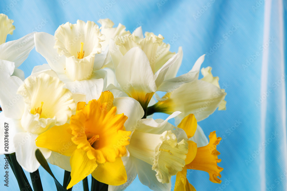 Obraz premium Narcissus flowers bouquet against blue background