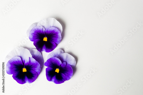 Violet flowers arrangement top view