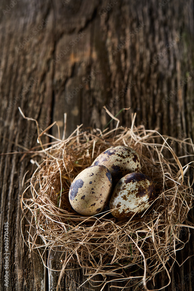 Conceptual still-life with quail eggs in hay nest over dark wooden background, close up, selective focus Conceptual still-life with quail eggs in hay nest over dark wooden background, close up, selective focus