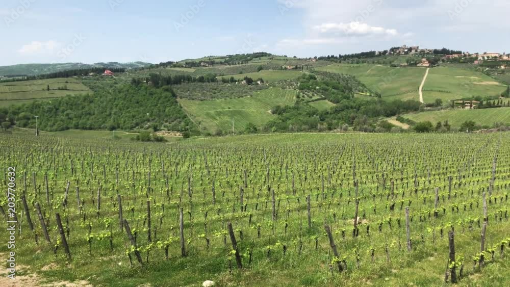 Beautiful green vineyards in Tuscany hills in Italy Beautiful green vineyards in Tuscany hills in Italy