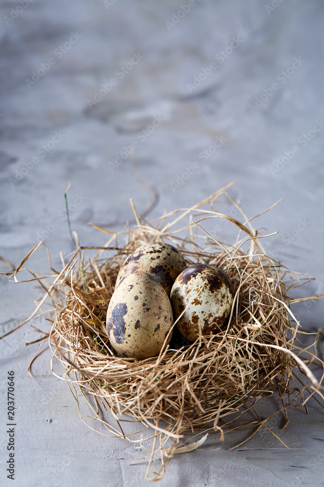 Conceptual still-life with quail eggs in hay nest over grey background, close up, selective focus Conceptual still-life with quail eggs in hay nest over grey background, close up, selective focus