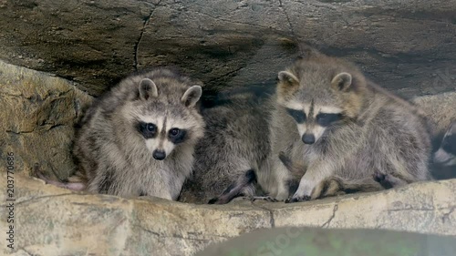 family of raccoons sitting on the tree