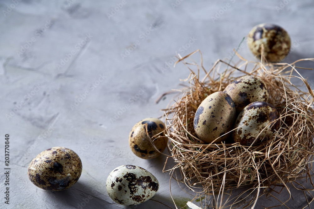 Obraz premium Conceptual still-life with quail eggs in hay nest over grey background, close up, selective focus