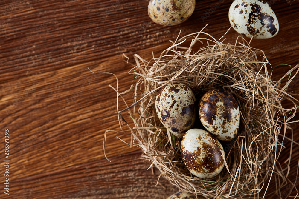 Conceptual still-life with quail eggs in hay nest over dark wooden background, close up, selective focus Conceptual still-life with quail eggs in hay nest over dark wooden background, close up, selective focus